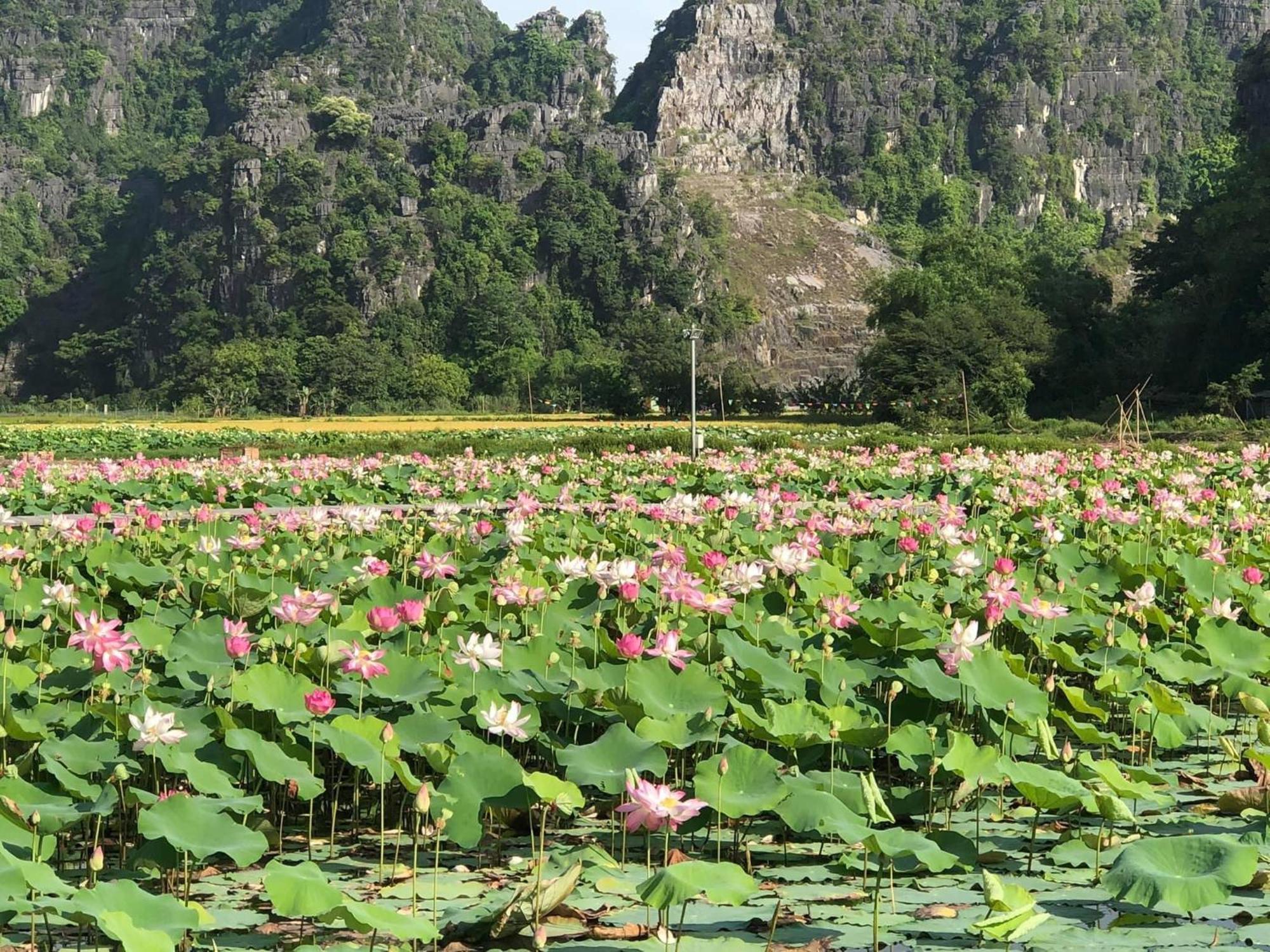 Thành Homestay Ninh Binh Esterno foto